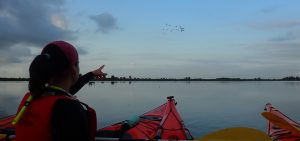 kayak y flamencos volando en el delta del ebro