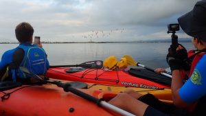 contemplando flamencos desde un kayak al delta del ebro